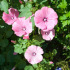 Lavatera, grote bloemen