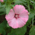 Lavatera, grote bloemen