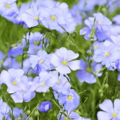 Vlas blauw Vlas blauw