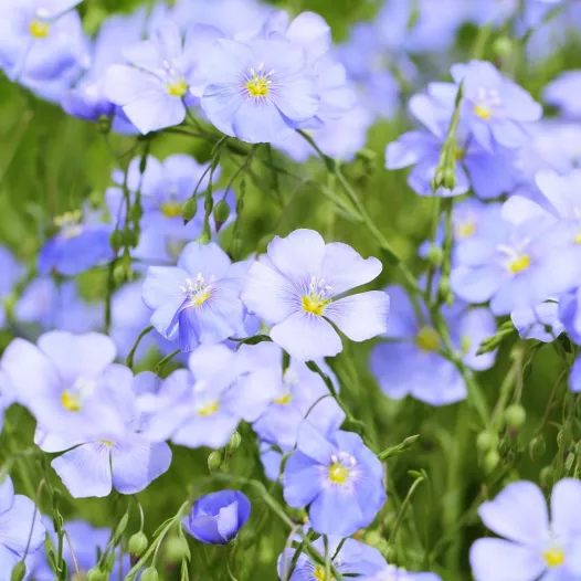 Vlas blauw Vlas blauw