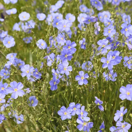 Vlas blauw Vlas blauw