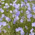 Vlas blauw