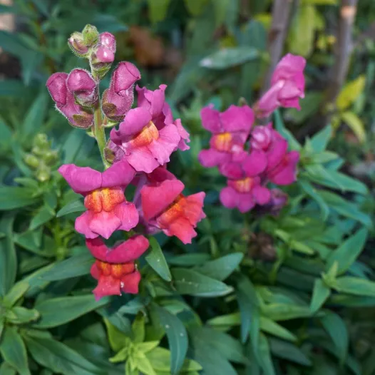 Muflier - Fleurs - Semailles