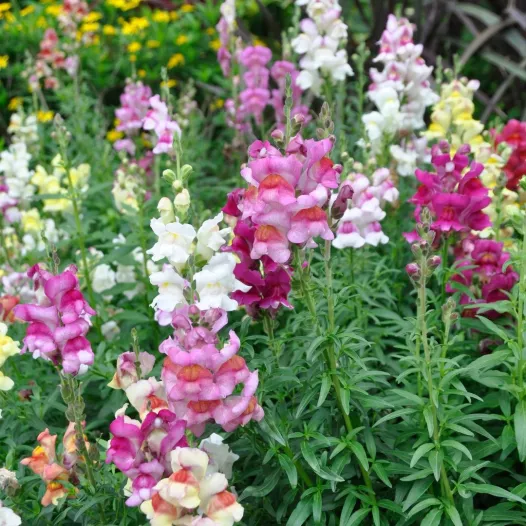 Muflier - Fleurs - Semailles