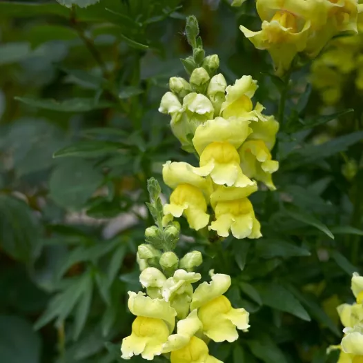 Muflier - Fleurs - Semailles