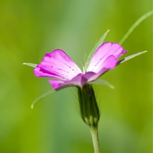 Nielle des Blés Nielle des Blés