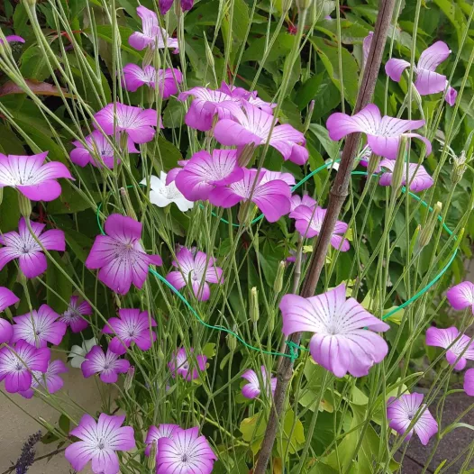 Nielle des Blés Nielle des Blés