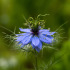 Nigelle de Damas