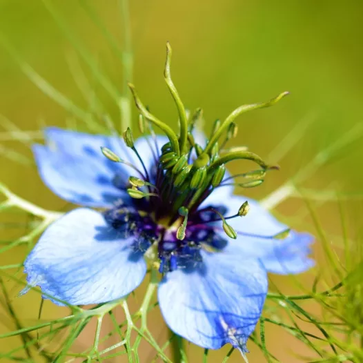 Nigelle de Damas - Fleurs - Semailles Nigelle de Damas - Fleurs - Semailles