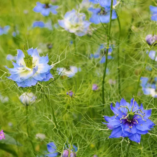 Nigelle de Damas - Fleurs - Semailles Nigelle de Damas - Fleurs - Semailles