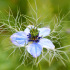 Nigelle de Damas