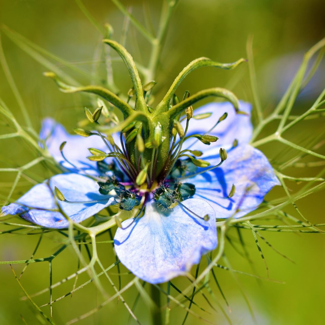 Graines Nigelle De Damas Bleue (Cheveux De Vénus) - 250 Graines - Fleurs Annuelles Pour Jardin Romantique