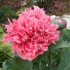 Pavot rose double