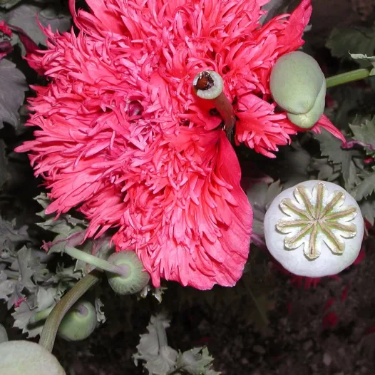 Pavot rose double Pavot rose double