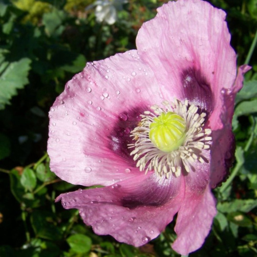 Papaver Planète rouge du Jura