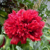 Papaver rood