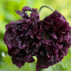 Pavot Black Peony