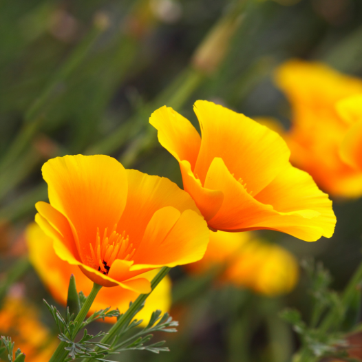 1000 Graines Pavot De Californie Orange - Fleurs Annuelles Pour Jardin - Semences Florales Décoratives
