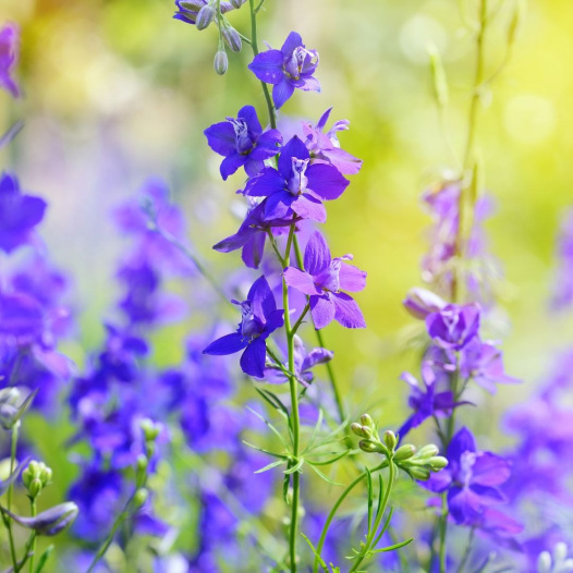 Tuinridderspoor blauw