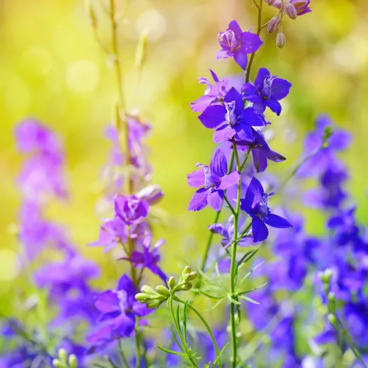 Pied d'alouette bleu - Fleurs - Semailles