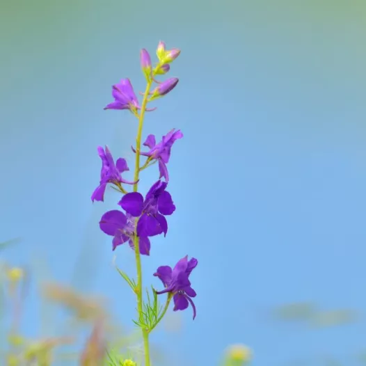 Pied d'alouette bleu - Fleurs - Semailles