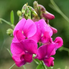 Pois de senteur en mélange Pois de senteur en mélange