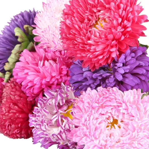 Reine marguerite en mélange - Fleurs - Semailles