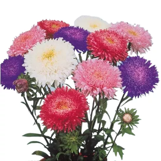 Reine marguerite en mélange - Fleurs - Semailles