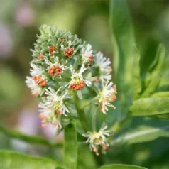 Welriekende reseda Welriekende reseda