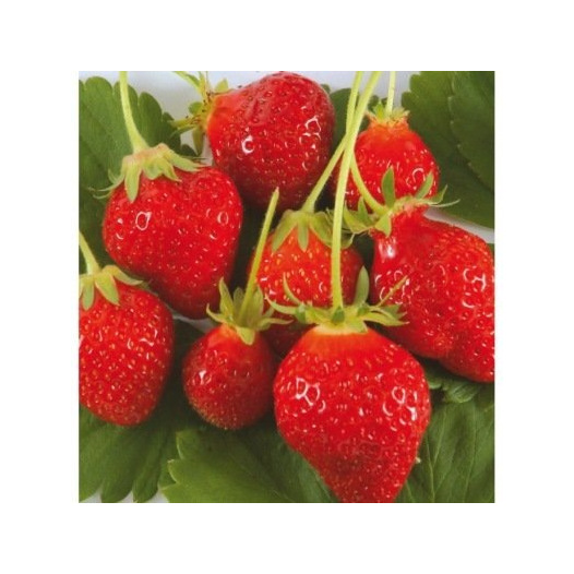 Fraisier Cirafine -25 plants- Calibre C
