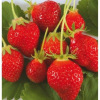Fraisier Cirafine -25 plants- Calibre C
