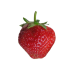 Fraisier Maestro - 12 plants - Calibre A