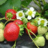 Fraisier Maestro - 12 plants - Calibre A
