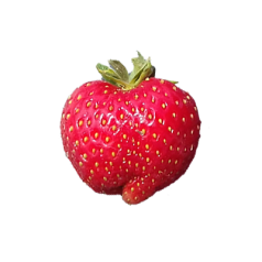 Aardbeipoot Favette - 25 poten - Kaliber B