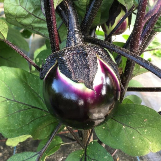 Biologische van Aubergine Ronde de Valence