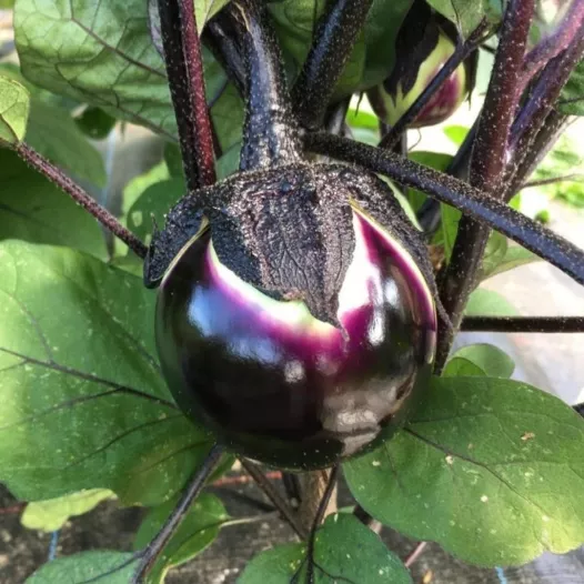 Aubergine Ronde de Valence Aubergine Ronde de Valence