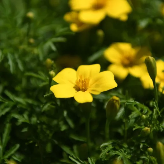 Tagète citron - Fleurs - Semailles