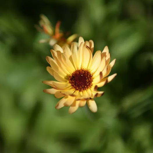 Soucis des jardins Touch of Red Buff Soucis des jardins Touch of Red Buff