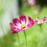 Cosmos Sensation Picotée