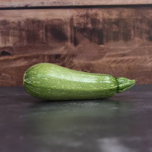Courgette Petite Grise d'Alger Courgette Petite Grise d'Alger