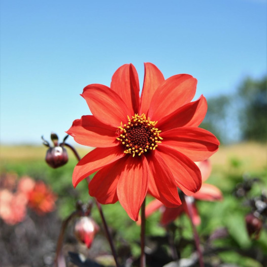 Dahlia Bishop's Children