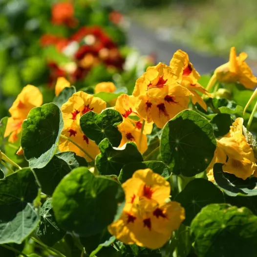 Capucine naine en mélange - Fleurs - Semailles