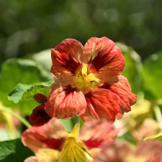 Capucine naine en mélange - Fleurs - Semailles