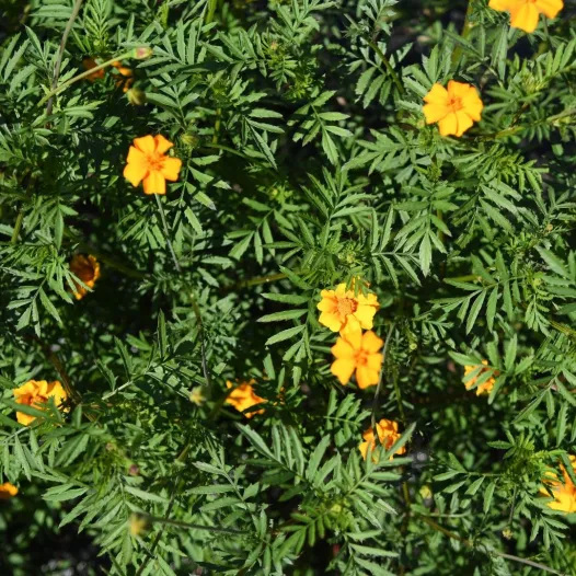 Tagète Némagon - Fleurs - Semailles