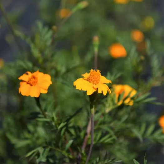 Tagète Némagon - Fleurs - Semailles