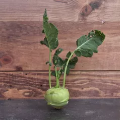 Koolrabi Delikatess wit Koolrabi Delikatess wit