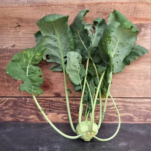 Koolrabi Delikatess wit Koolrabi Delikatess wit