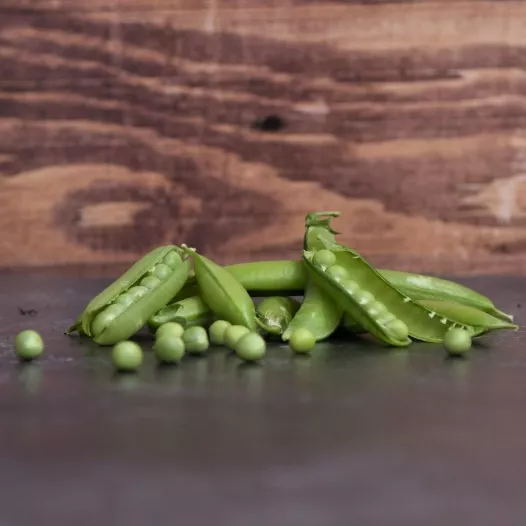 Pois à rames à écosser Serpette de Malines