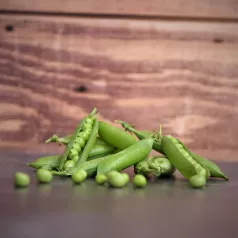 Pois nain à écosser Merveille de Kelvedon Pois nain à écosser Merveille de Kelvedon