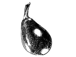 Aubergine